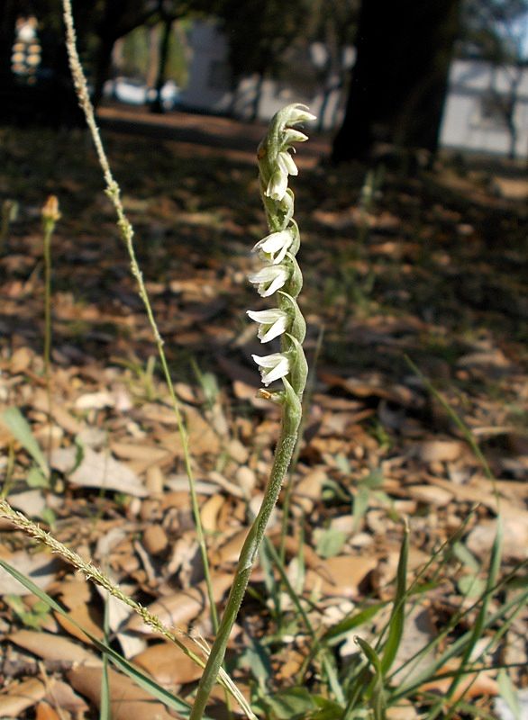 Spiranthes spiralis